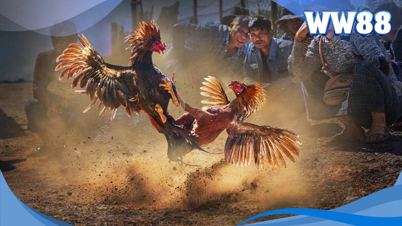 Đá Gà WW88 - Thiên Đường Dành Cho Người Yêu Cược Gà 3 Mẹo cược gà luôn thắng
